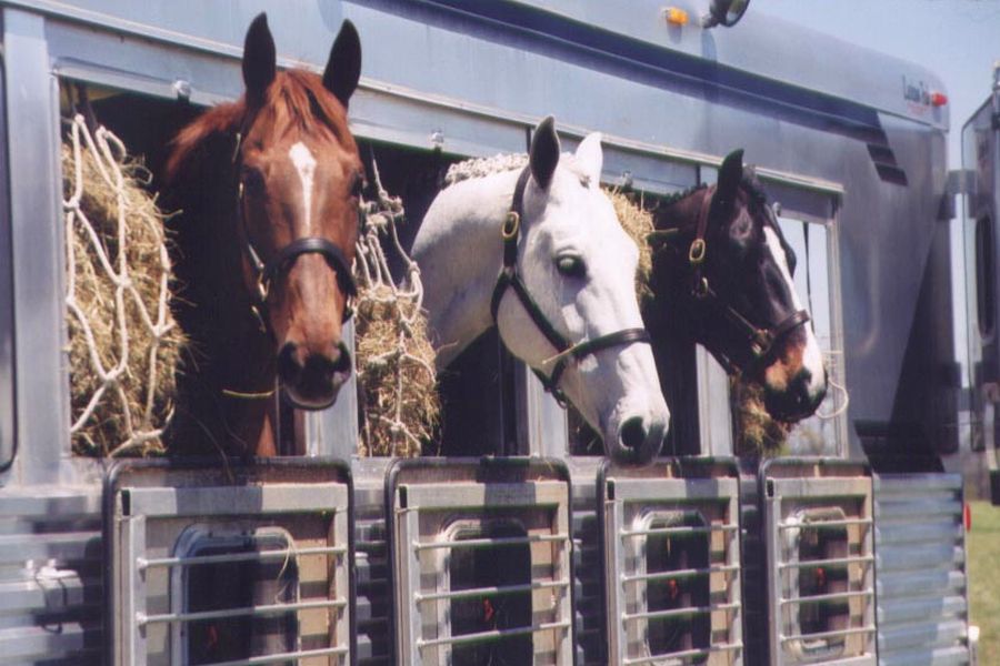 Перевозка животных железнодорожным транспортом